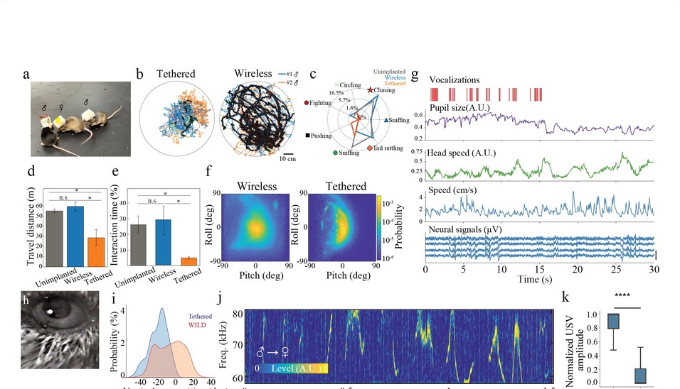 WILD wireless modular platform for neuro-behavioral recording and closed-loop manipulation in small animals.